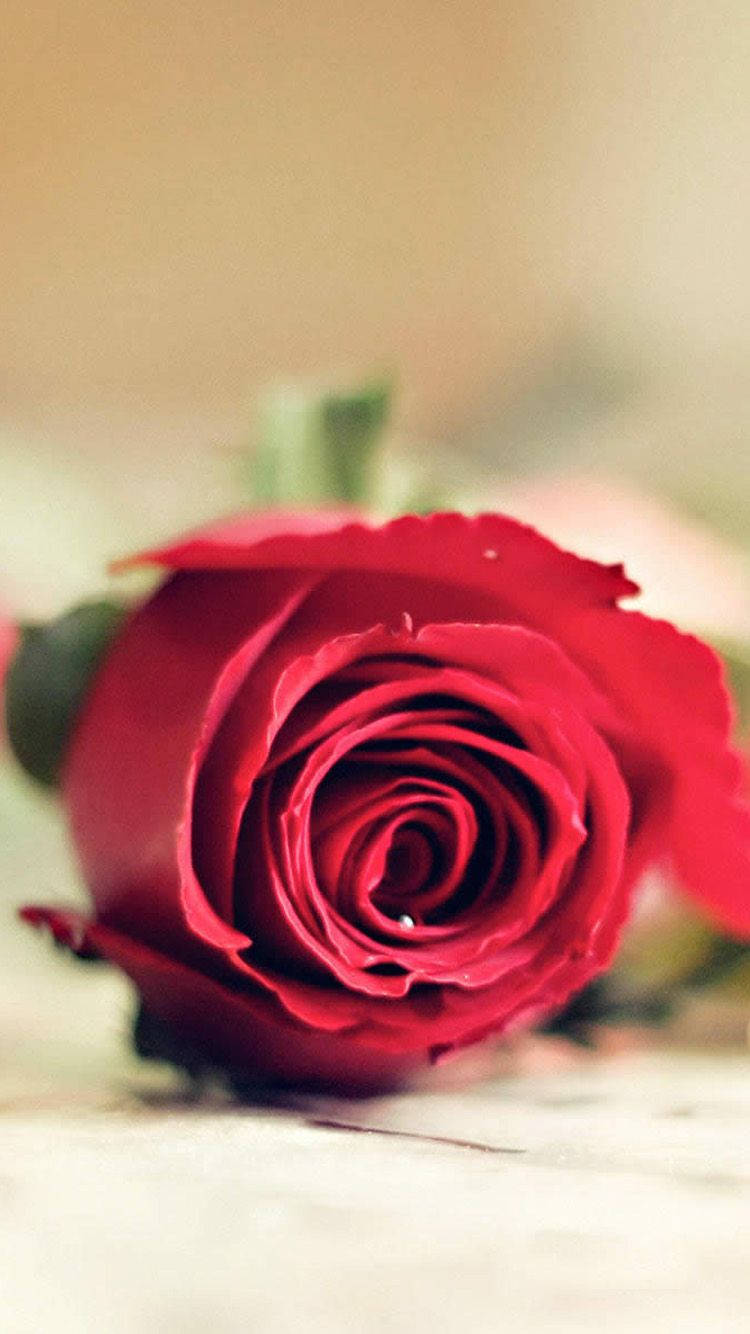 Piece Of Red Rose Iphone Wallpaper