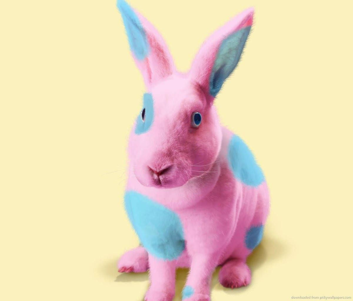 Pink And Blue Bunny Wallpaper