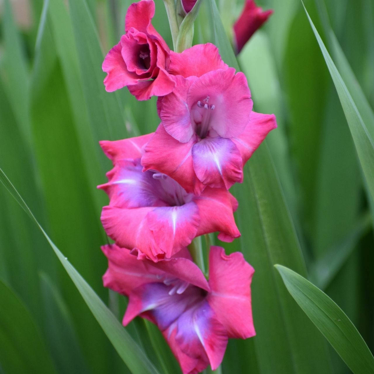 Pink And Purple Gladiolus Flowers Wallpaper