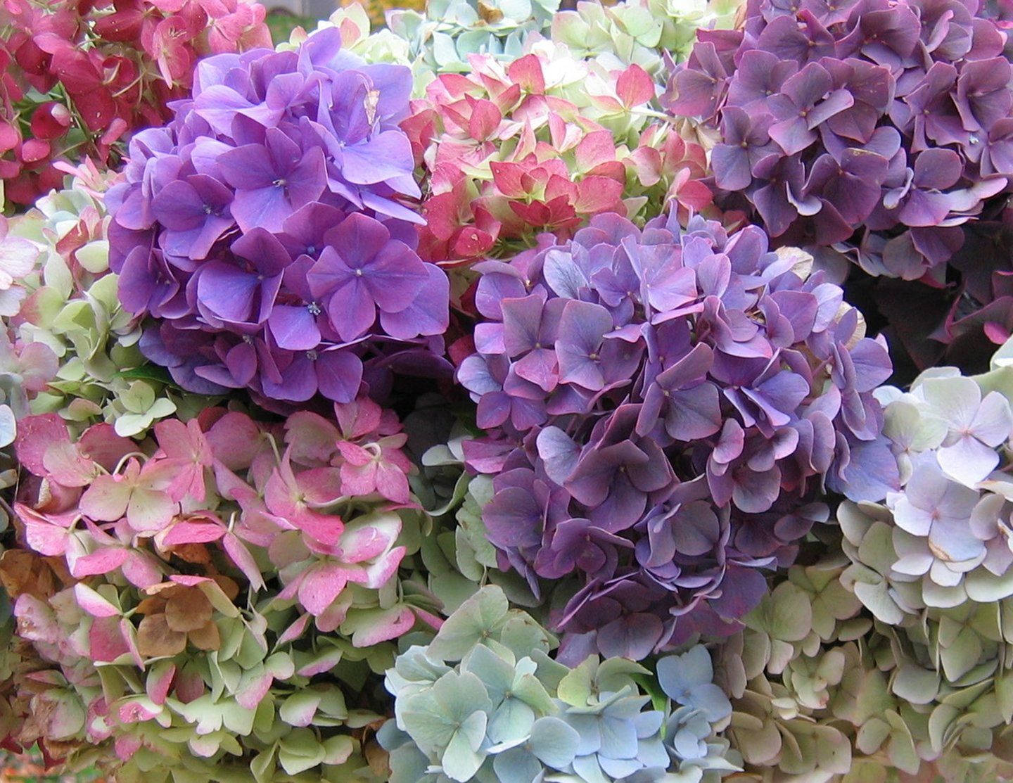 Pink And Purple Hydrangea Flowers Wallpaper