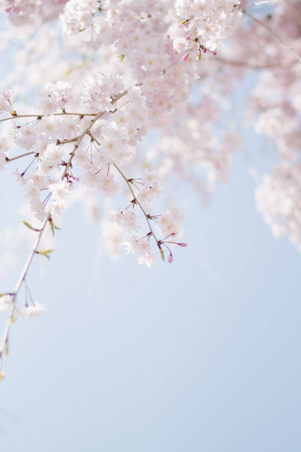 Pink And White Flower Wallpaper