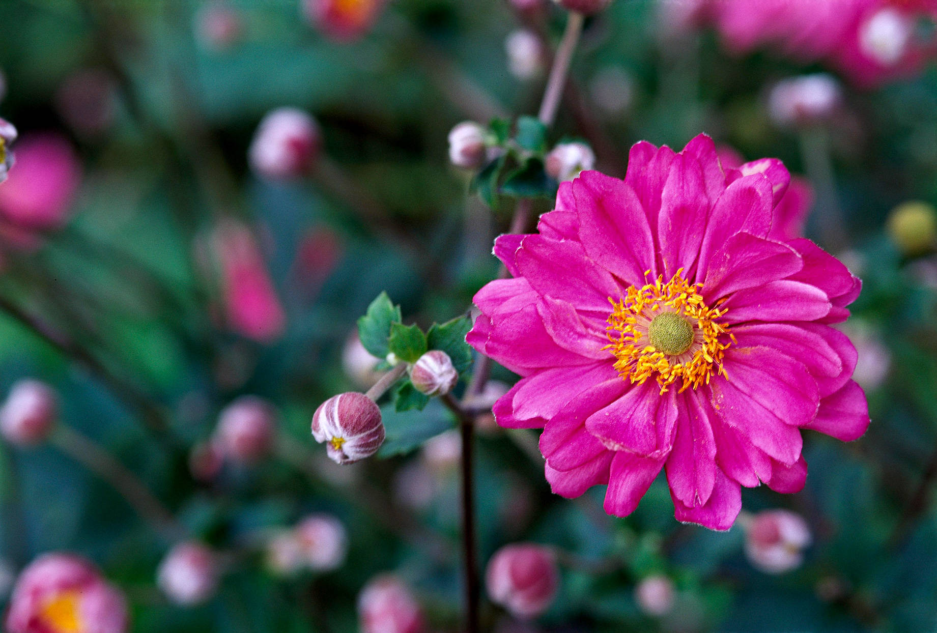 Pink Anemone Flower And Buds Wallpaper