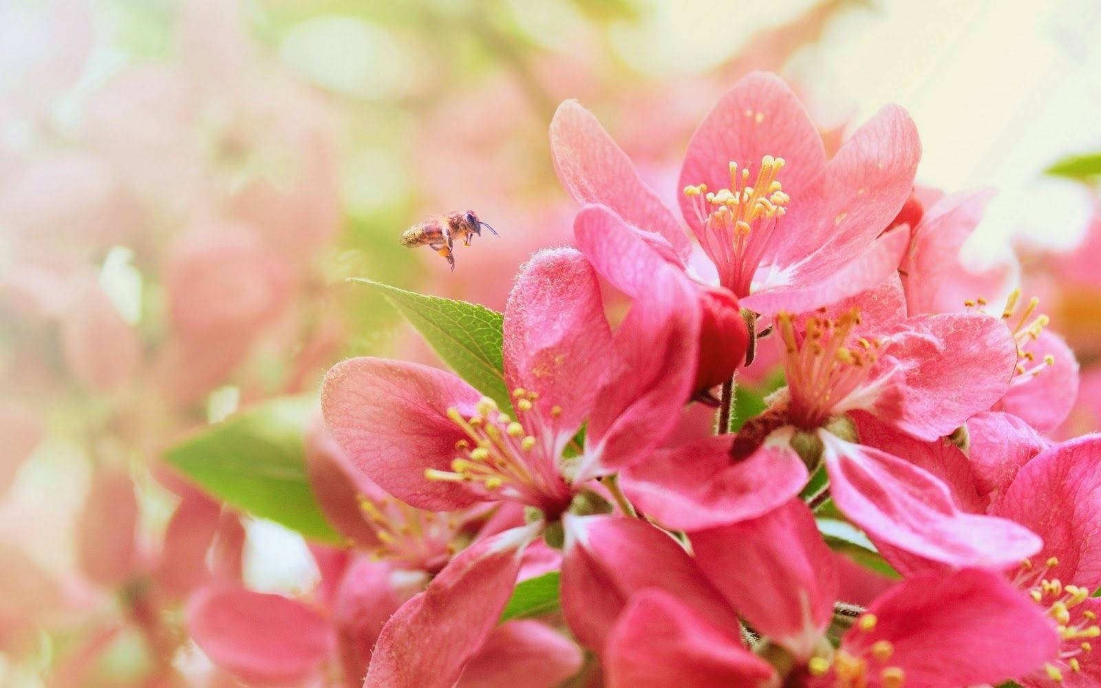 Pink Beautiful Flower With Bee Wallpaper