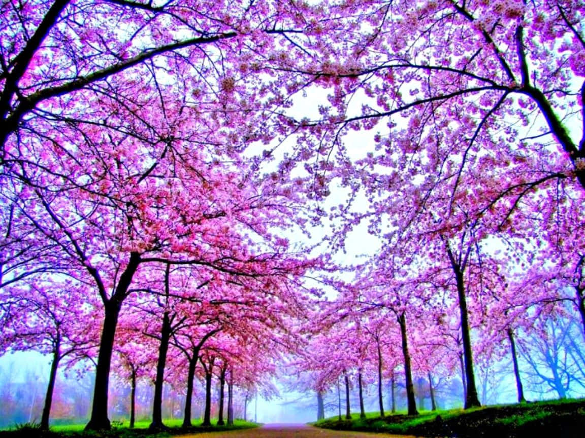 Pink Cherry Blossom Trees Alley Photograph Wallpaper