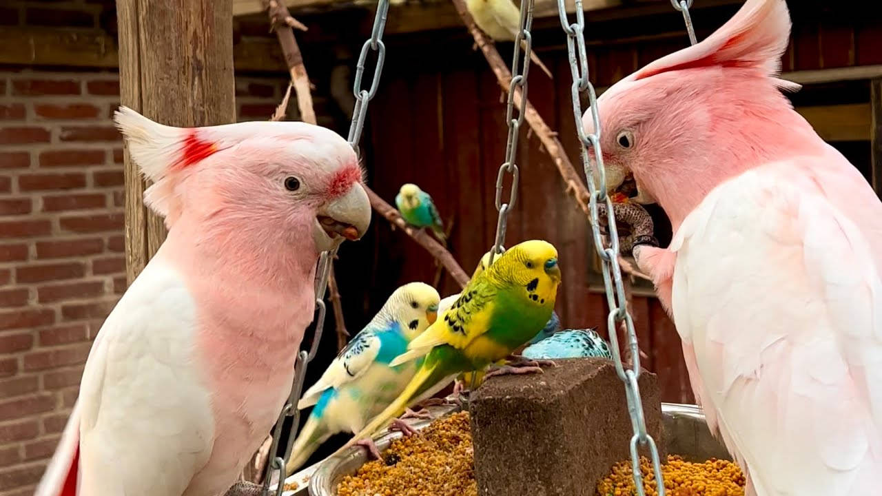 Pink Cockatiel With Love Birds Wallpaper