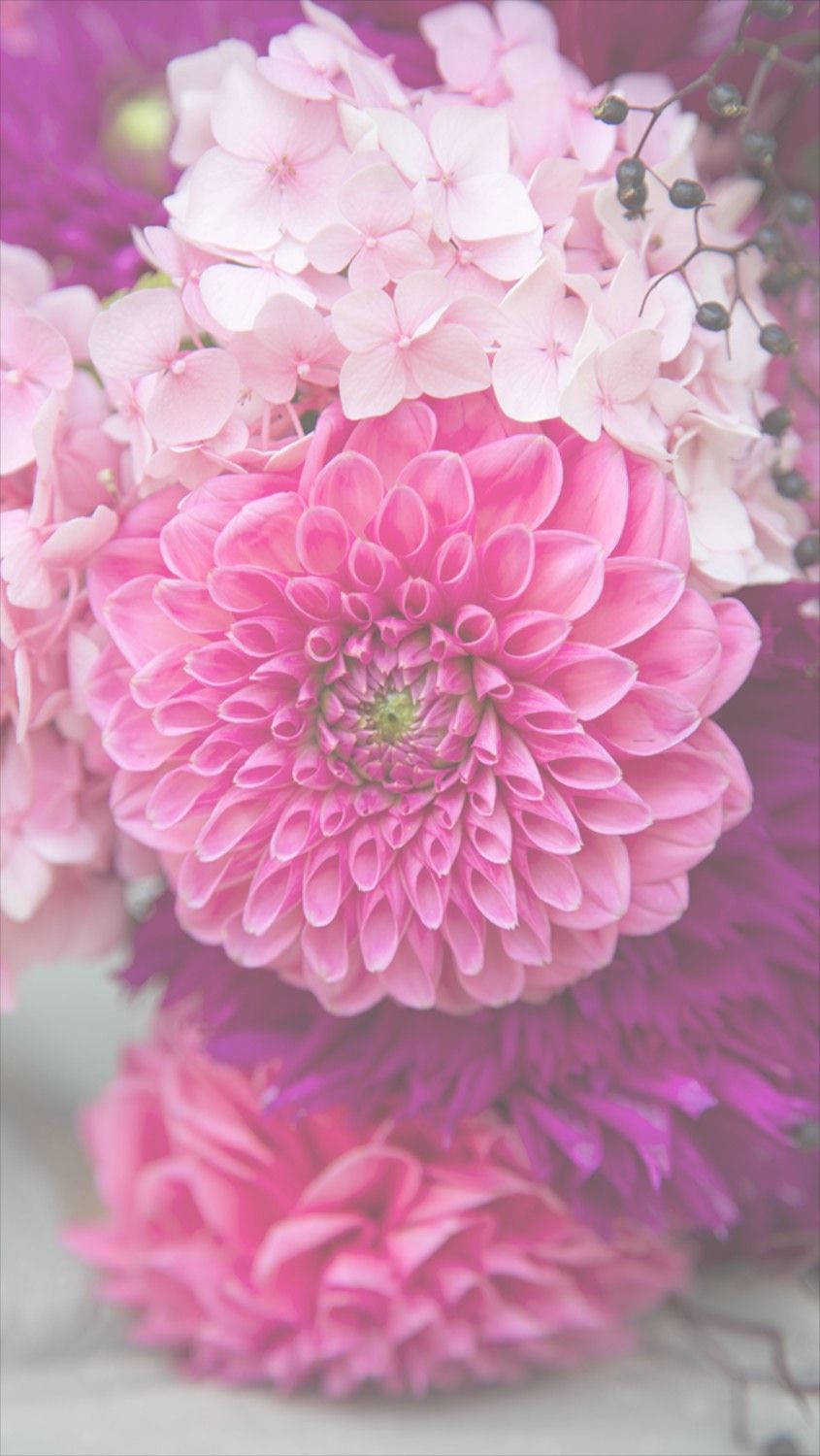 Pink Dahlia Floral Iphone Wallpaper