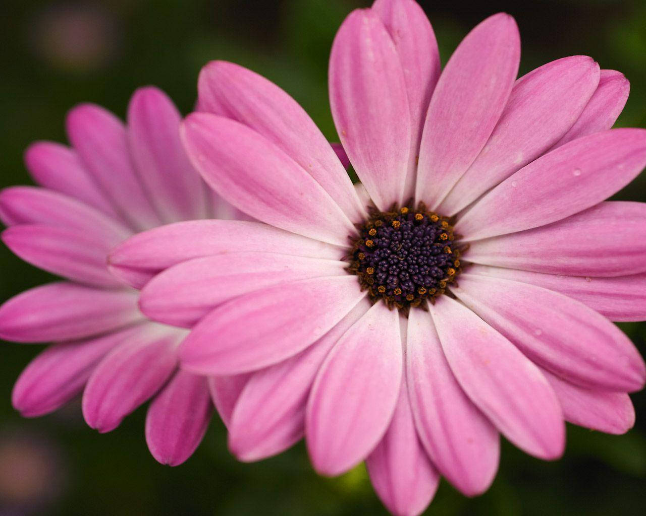 Pink Flower Pair Wallpaper