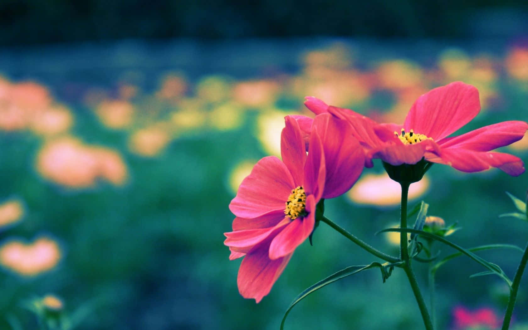 Pink Flowers Bokeh Cute Floral Wallpaper