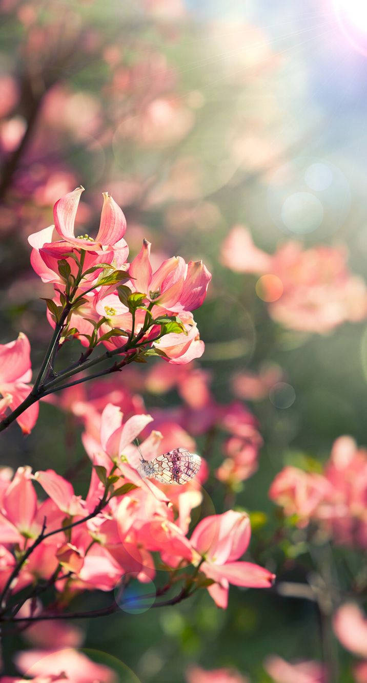 Pink Flowers Floral Iphone Wallpaper