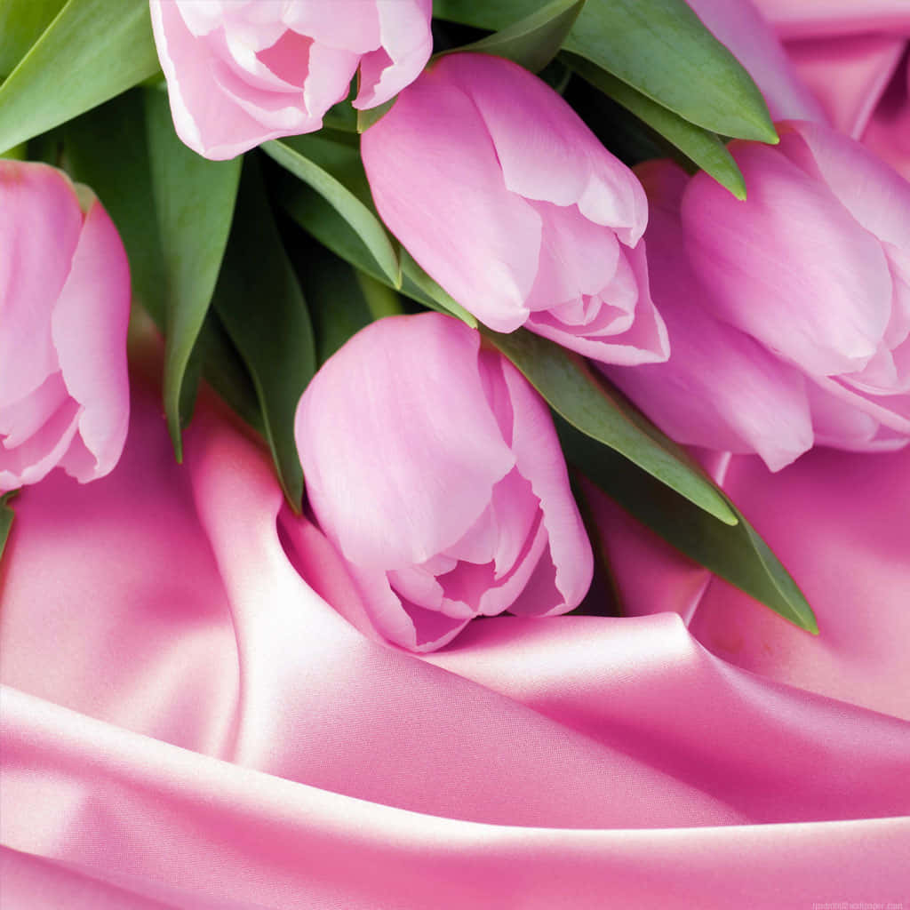 Pink Ipad Roses And Satin Photography Wallpaper