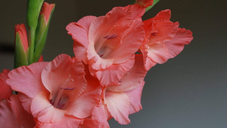Pink Orange Gladiolus Blooms Wallpaper
