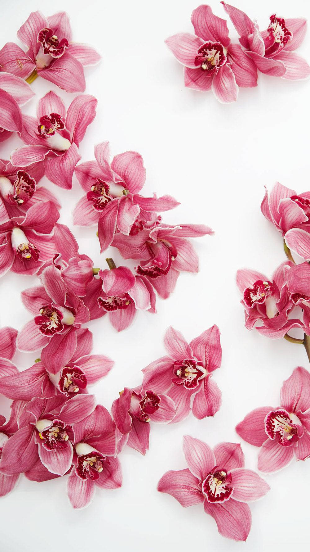 Pink Orchids Floral Iphone Wallpaper