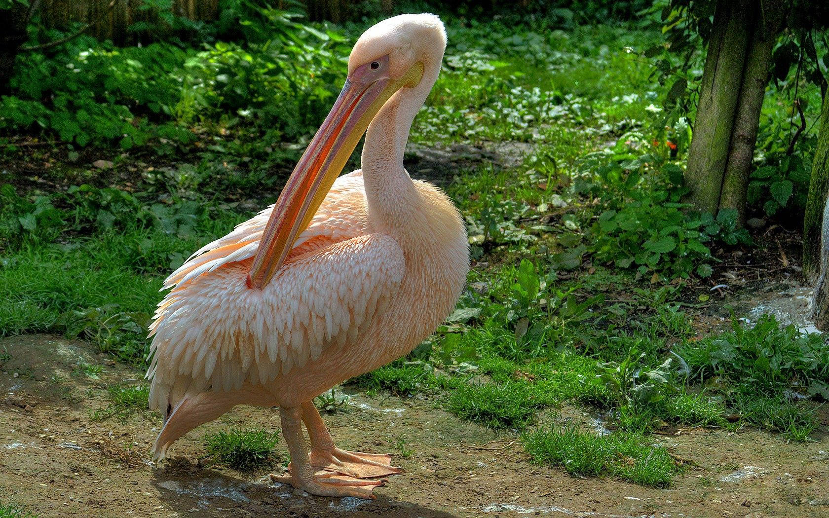 Pink Pelican Beautiful Birds Wallpaper