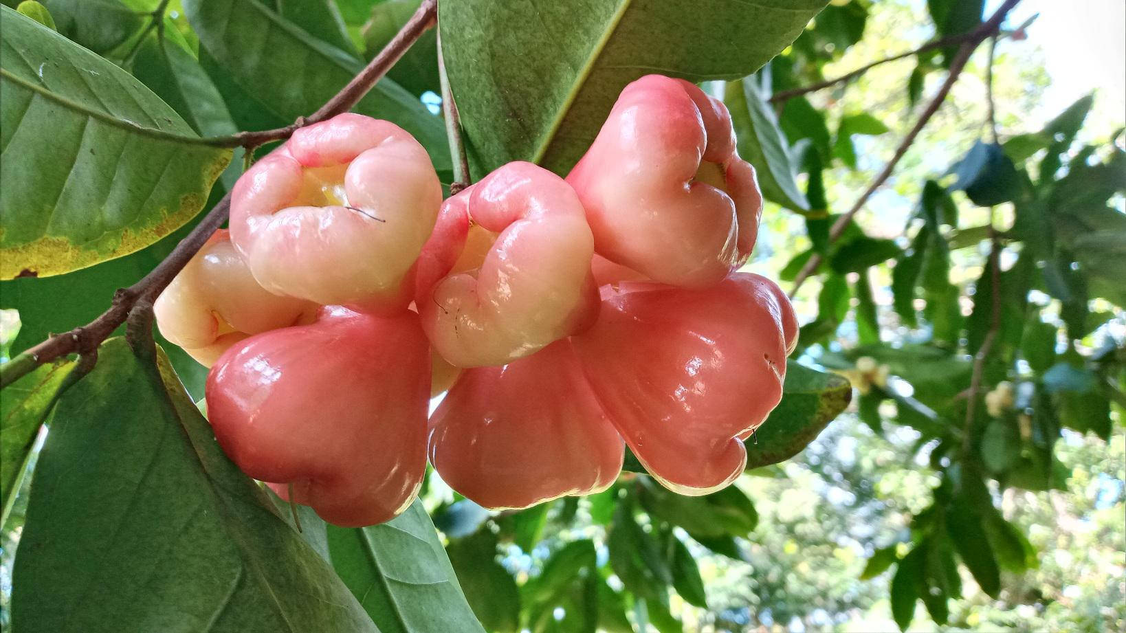 Pink Rose Apples On A Tree Wallpaper