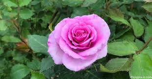 Pink Rose Florgeous Wallpaper