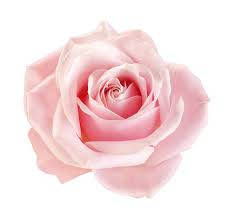 Pink Rose On White Aesthetic Wallpaper