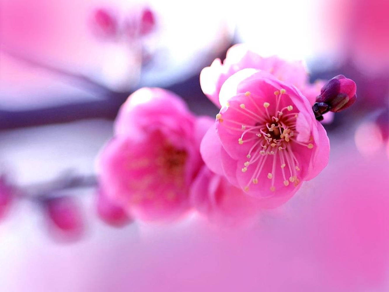 Pink Spring Flowers Wallpaper