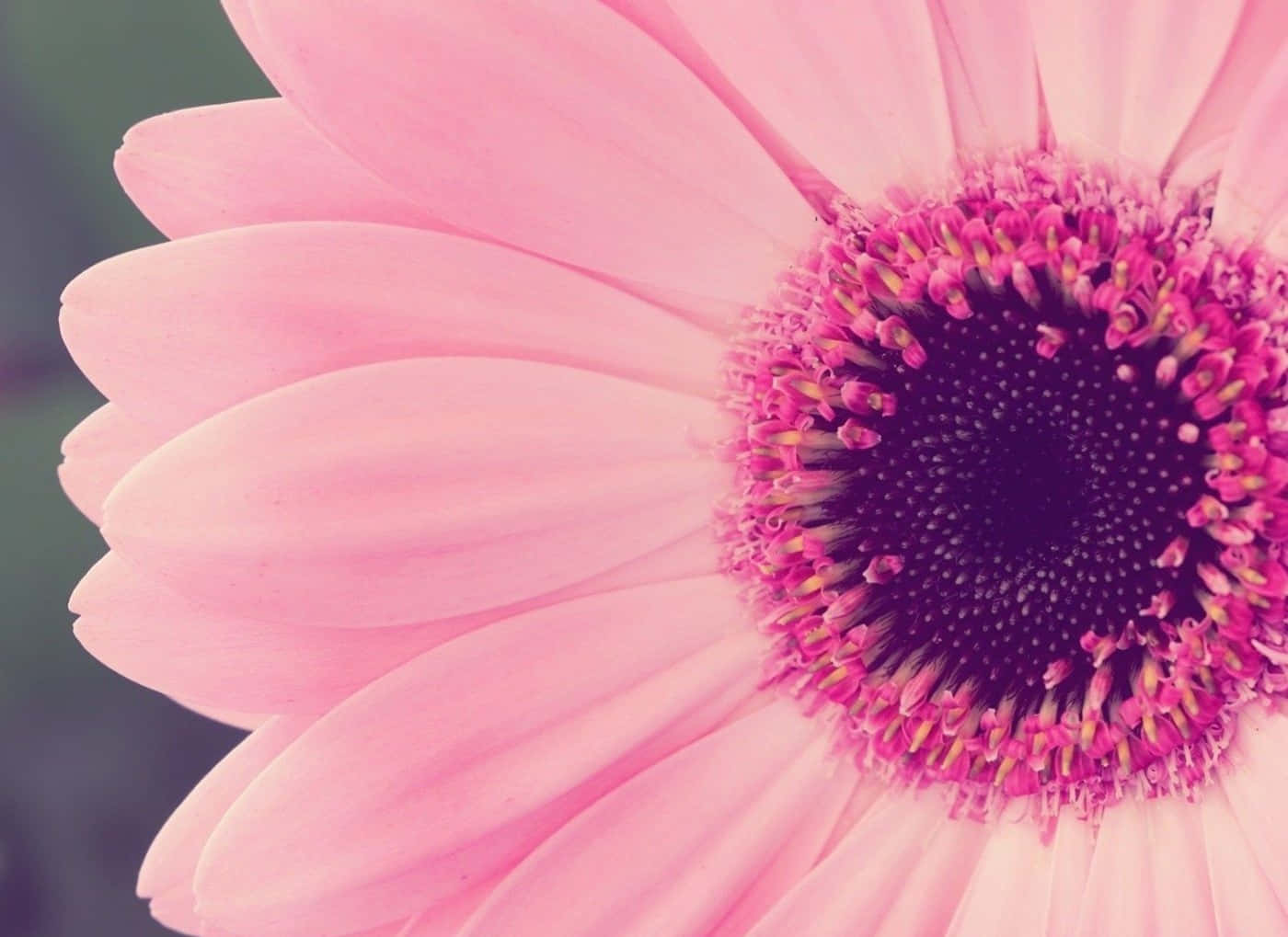 Pink Sunflower Laptop Wallpaper