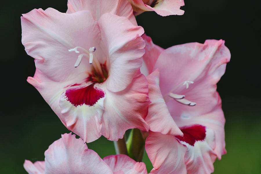 Pinkish Gladiolus Flowers Wallpaper