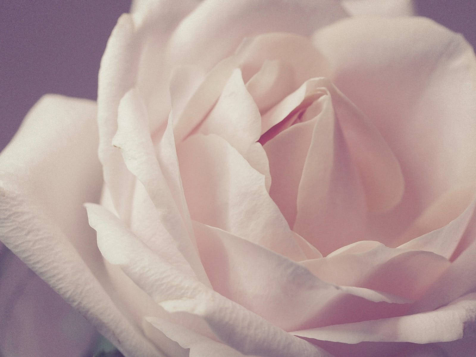 Pinkish White Rose Hd Wallpaper
