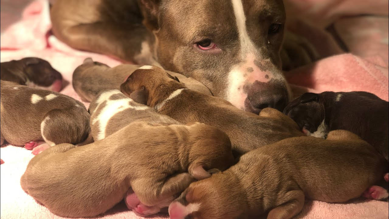 Pitbull Puppies Huddled With Mother Wallpaper