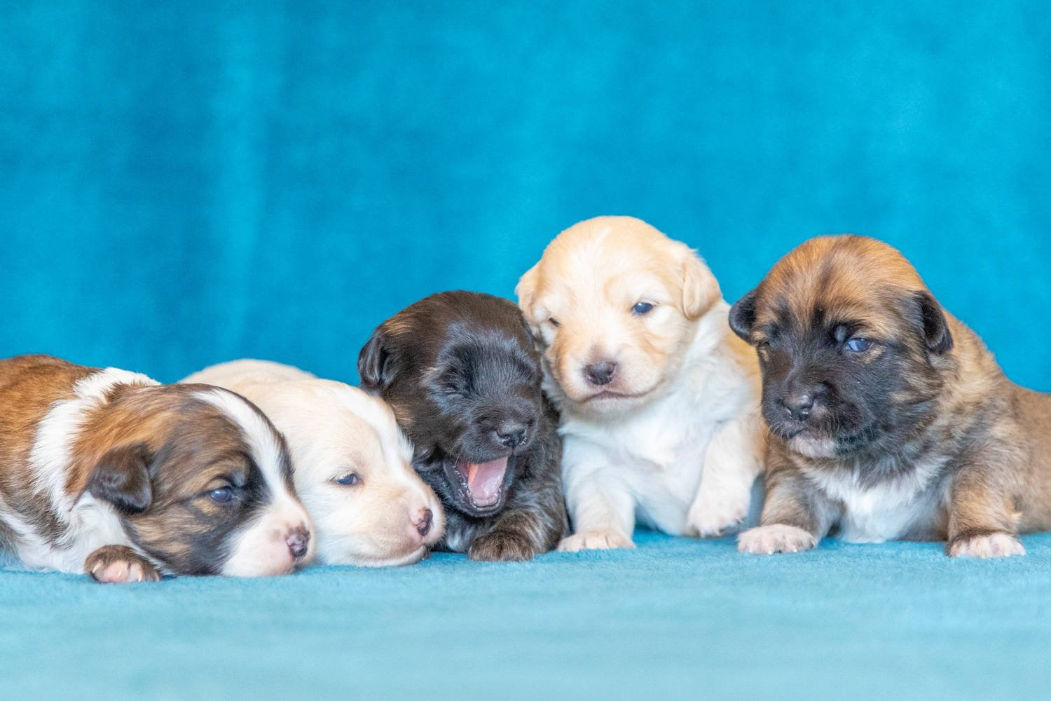 Pitbull Puppies Lined Up Wallpaper