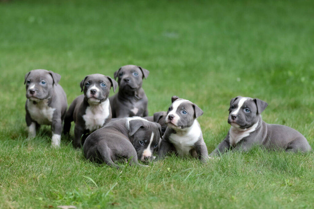 Pitbull Puppies On Grass Wallpaper