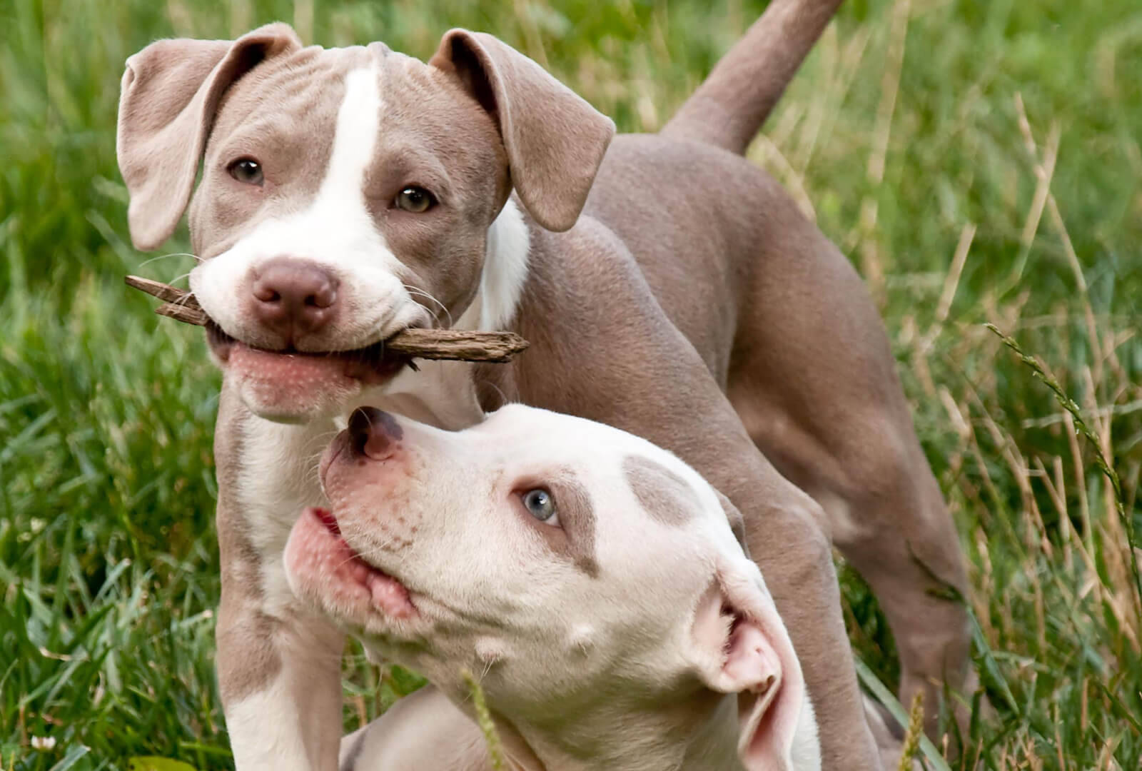 Pitbull Puppies With Wooden Stick Wallpaper
