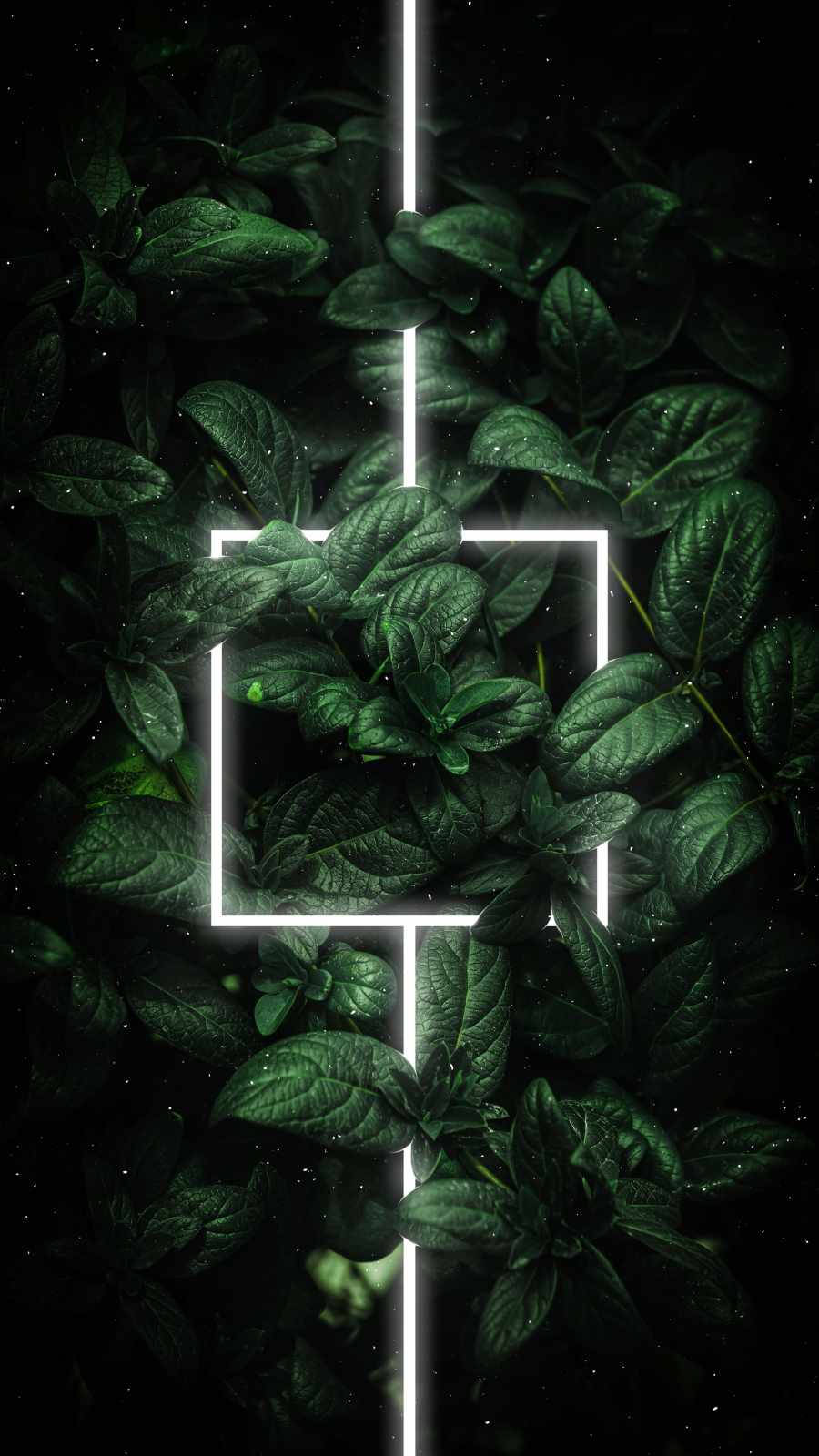 Plant Leaves With White Frame Iphone Wallpaper