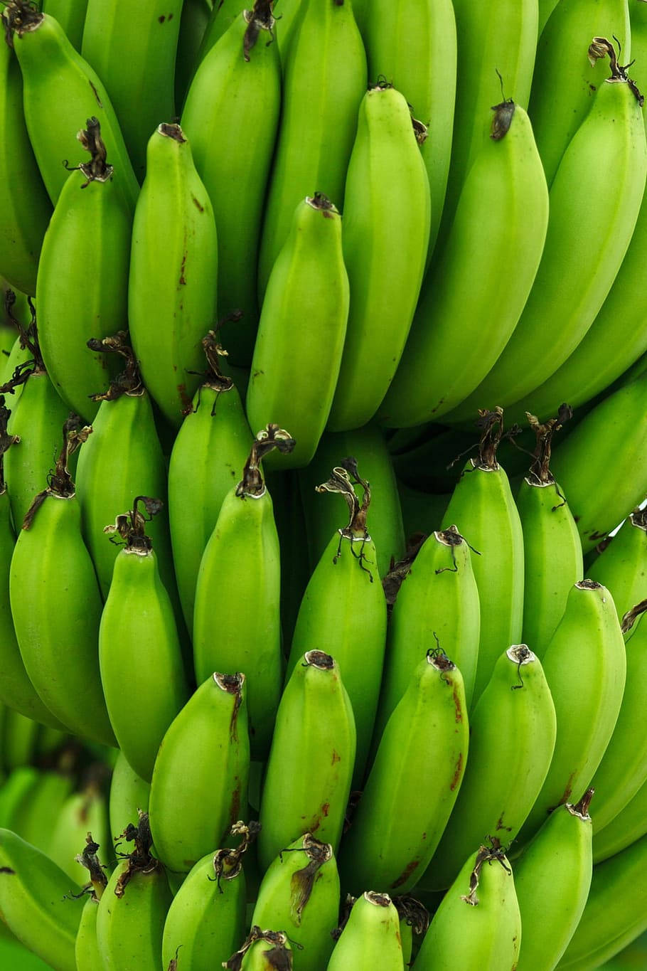 Plantain Green Photography Wallpaper