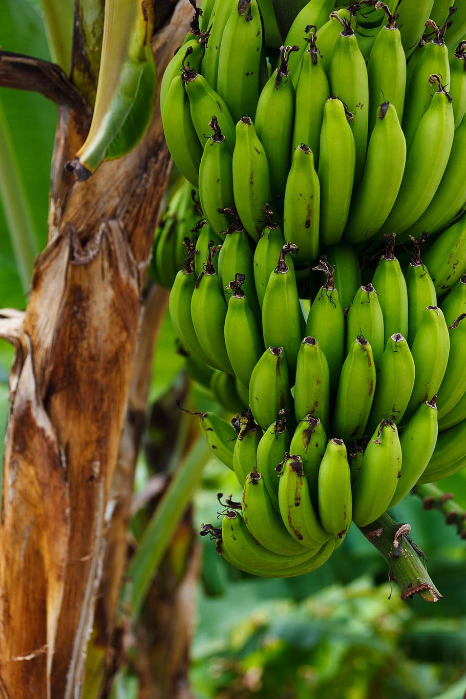 Plantain Lush Green Wallpaper