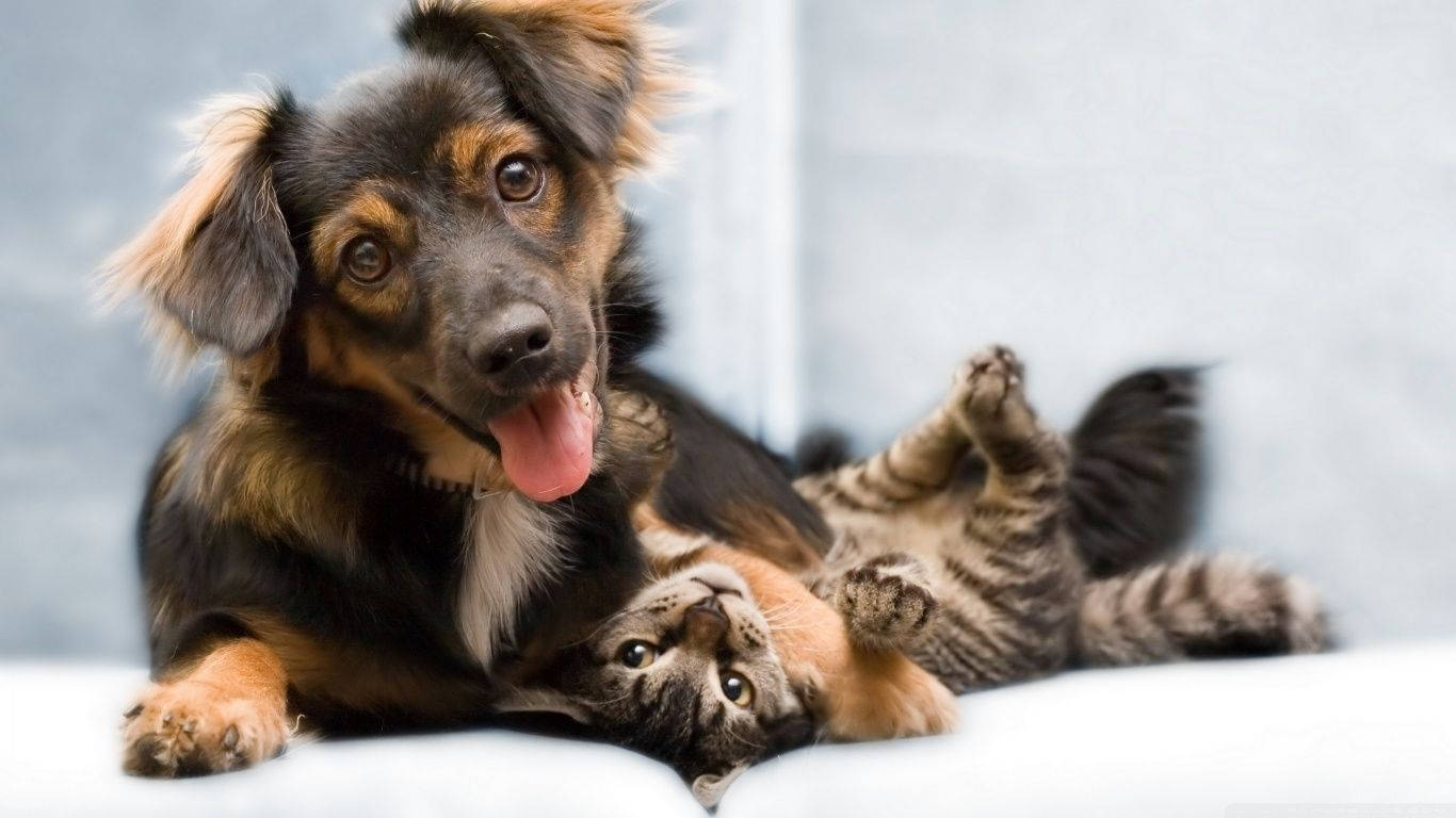 Playful Dog And Cat Wallpaper