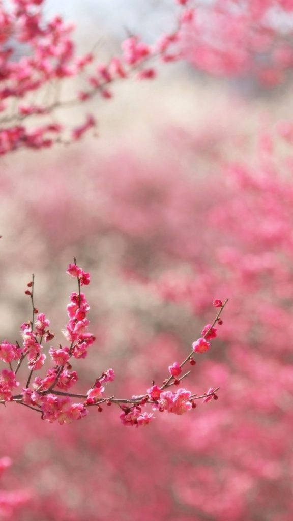Plim Blossom Pink Iphone Wallpaper