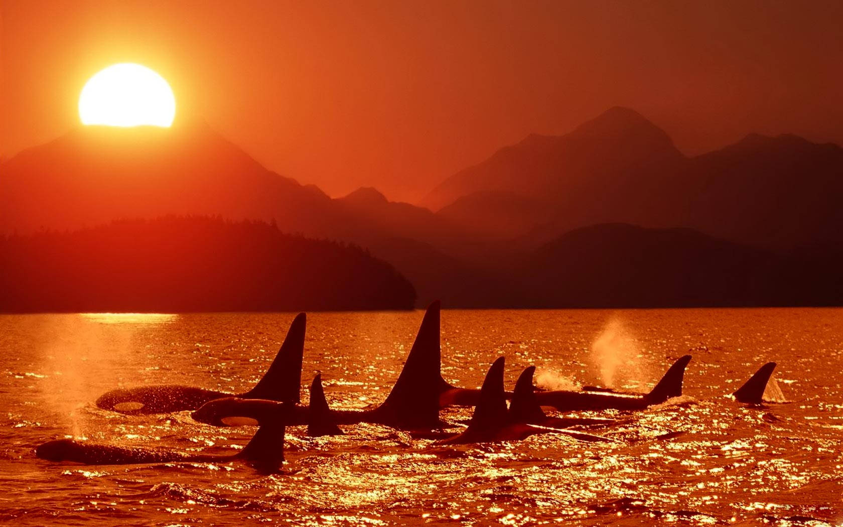Pod Of Whales Swimming Under Sunset Wallpaper