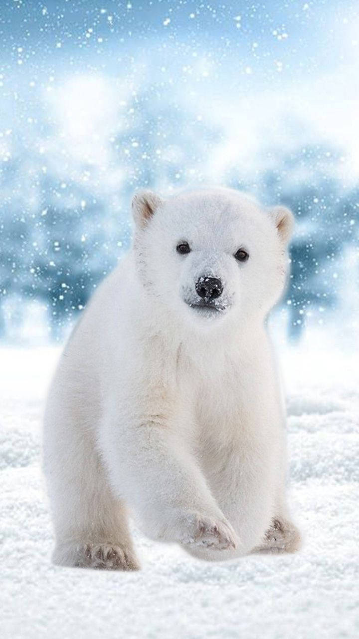 Polar Bear Snowflakes Wallpaper
