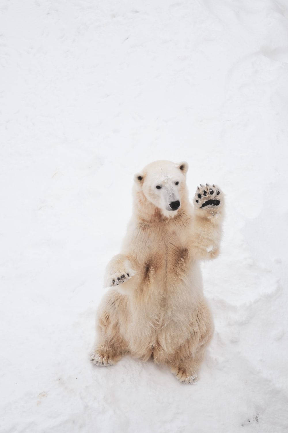 Polar Bear Waving Wallpaper