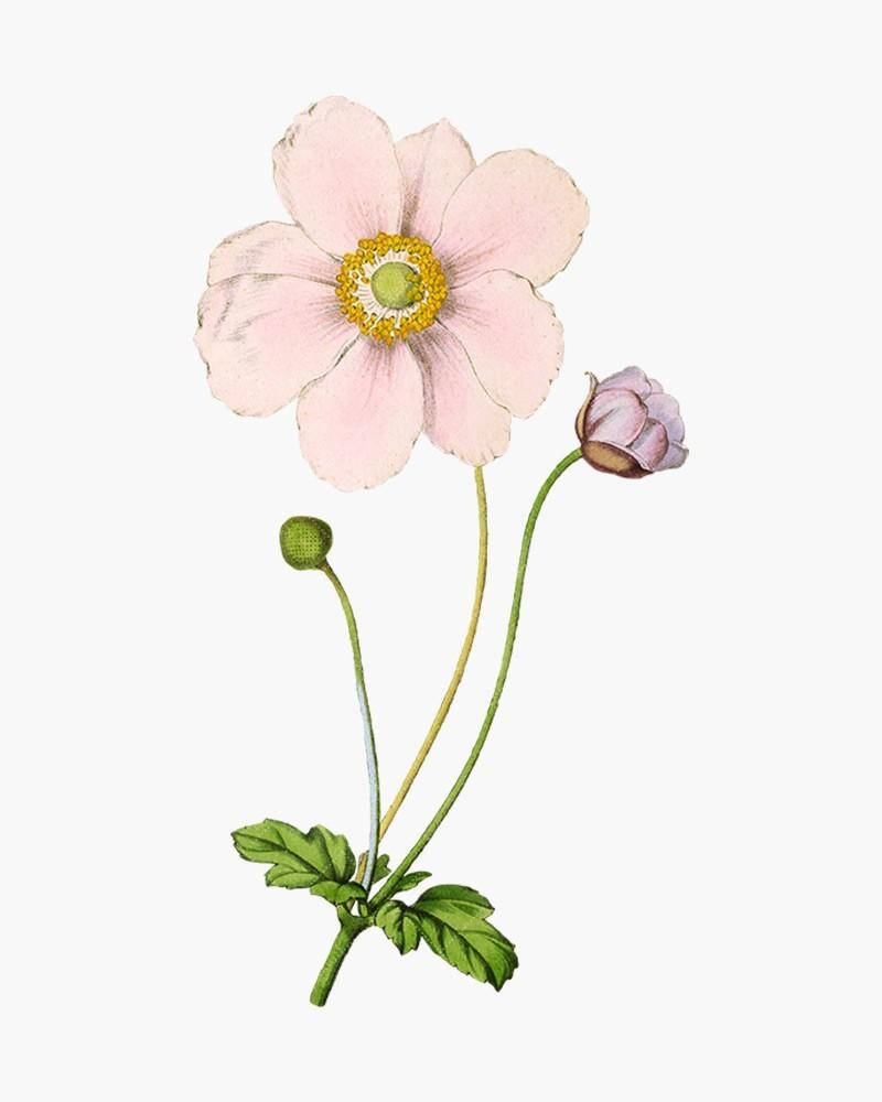 Portrait Of Anemone Flower Wallpaper