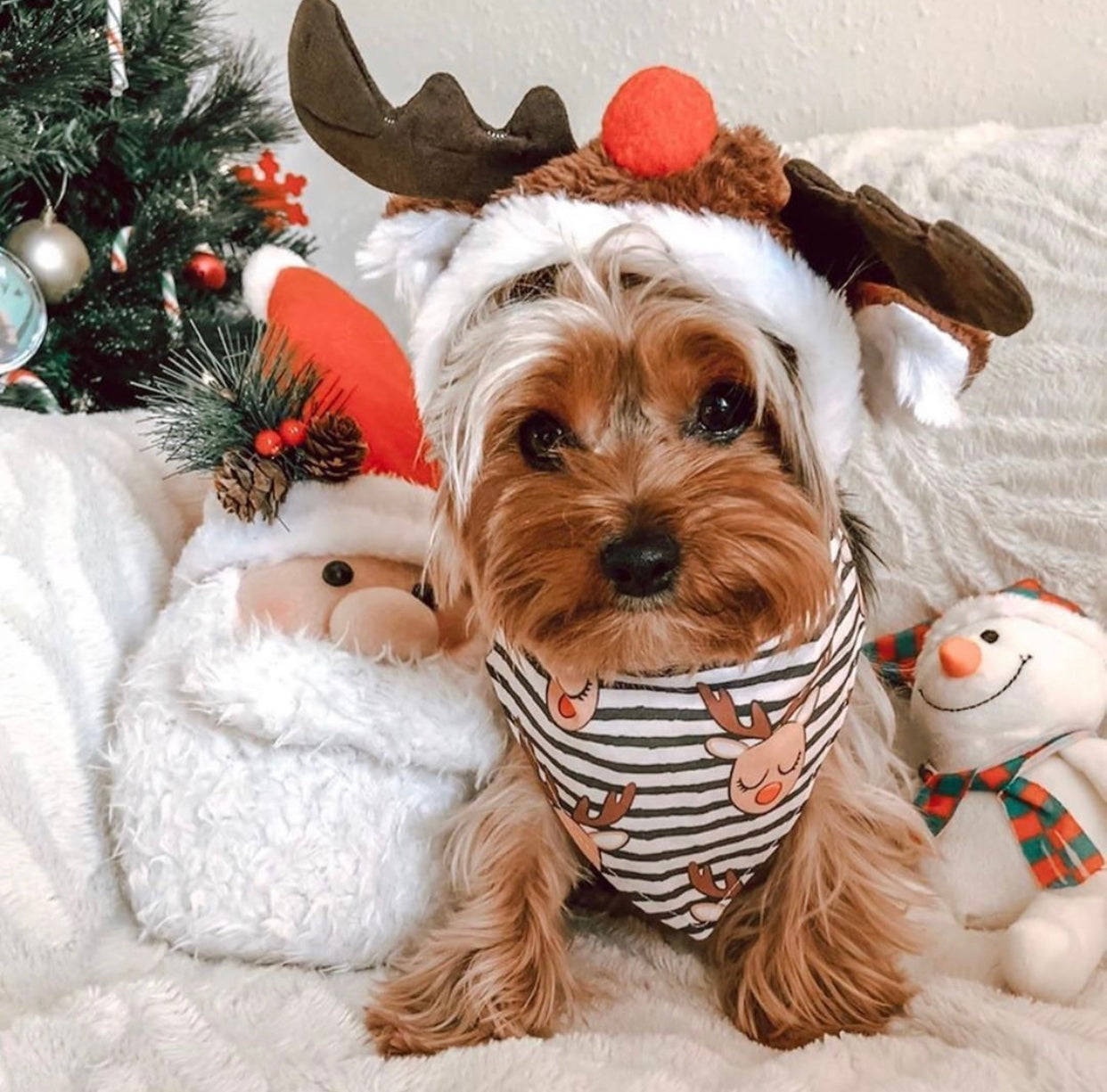 Preppy Christmas Of Dog Wallpaper
