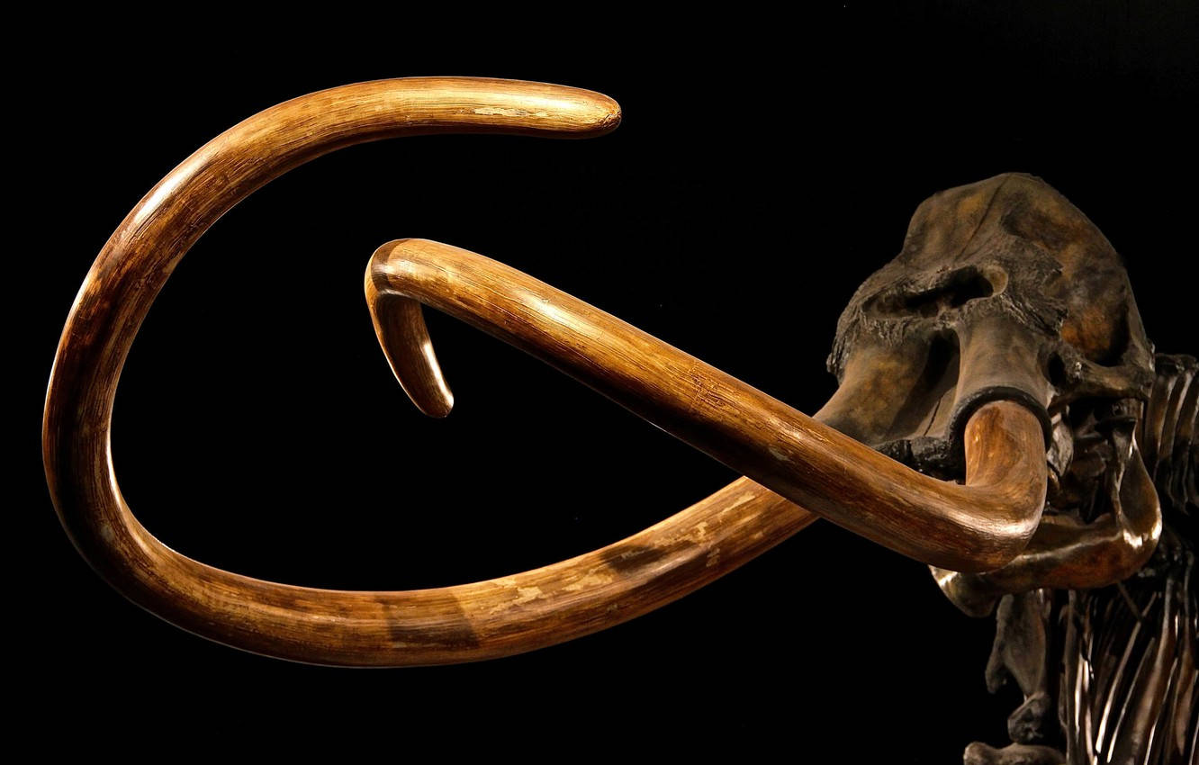 Preserved Mammoth Tusk Wallpaper