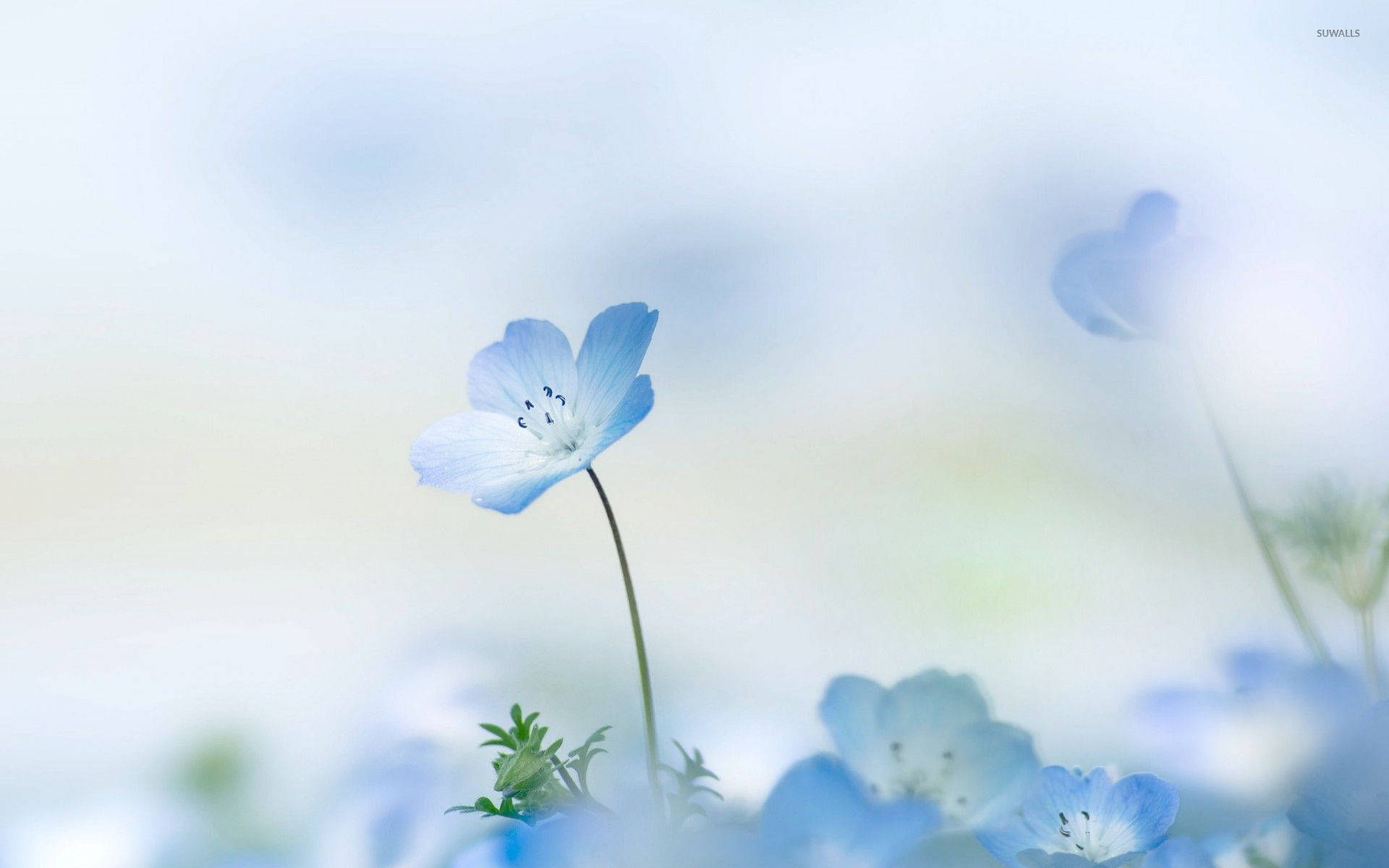 Pretty Blue Nemophila Flower Plant Wallpaper