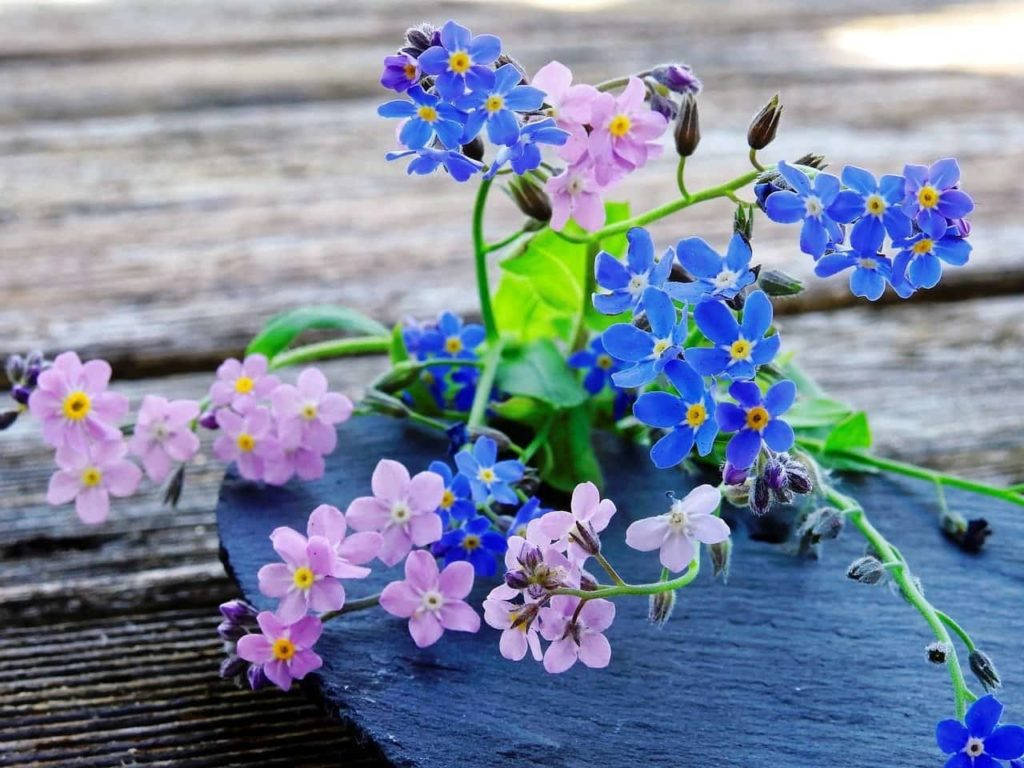 Pretty Blue-pink Forget Me Not Flowers Wallpaper