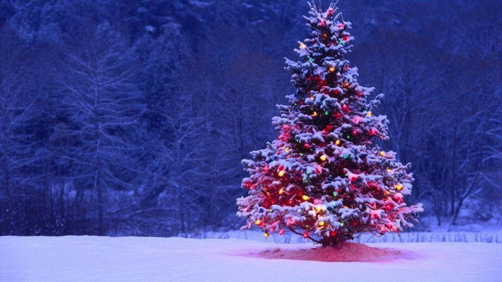 Pretty Christmas Tree Covered With Snow Wallpaper