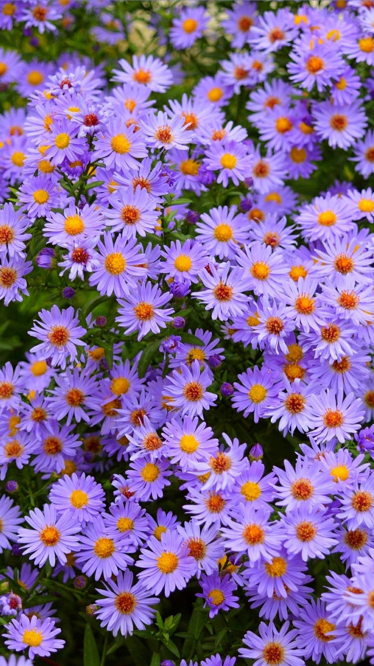 Pretty Field Of Purple Aster Daisies Wallpaper