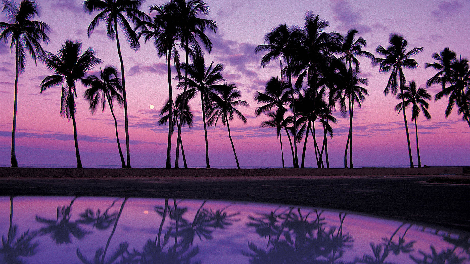 Pretty Palm Trees Silhouette Wallpaper