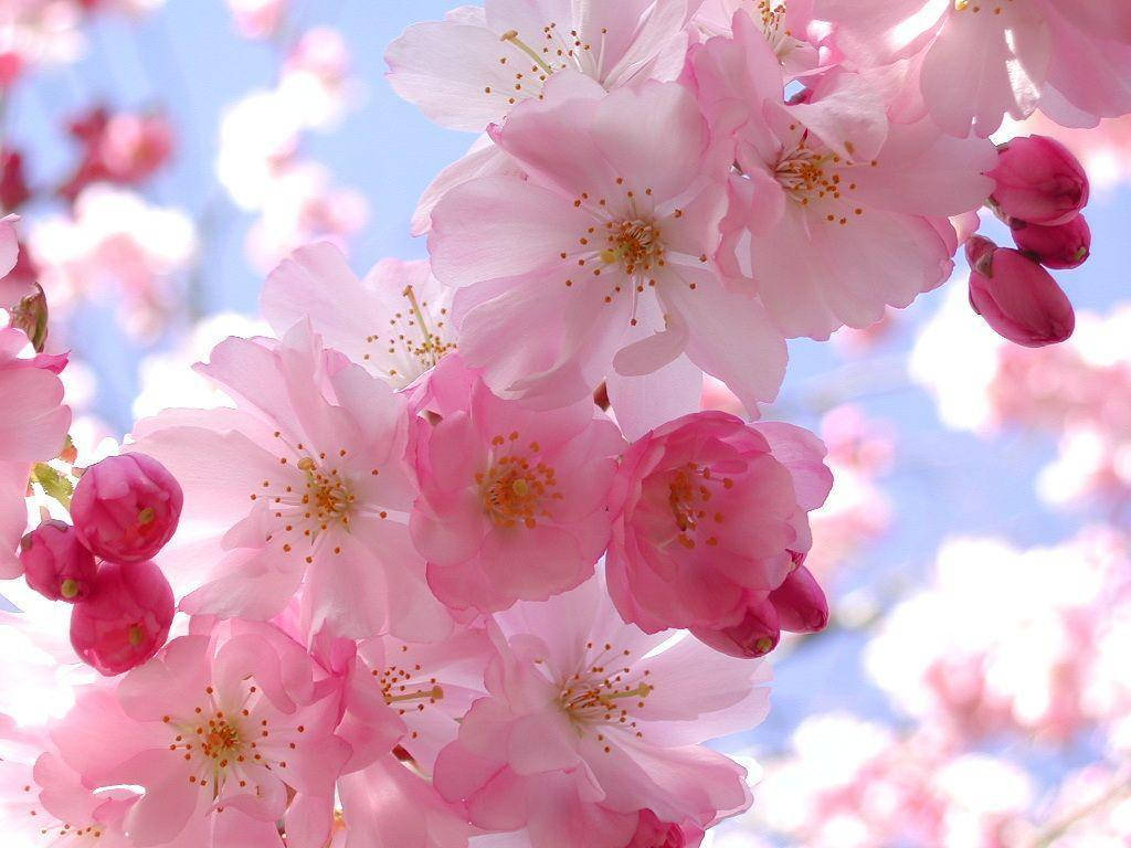 Pretty Pink Cherry Blossoms Wallpaper