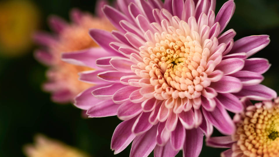 Pretty Pink Chrysanthemum Photography Wallpaper