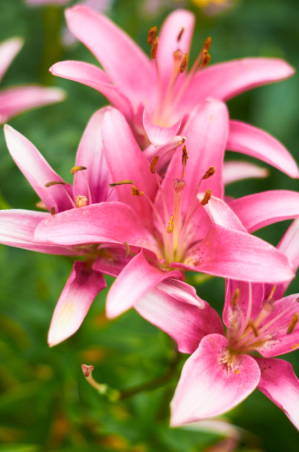 Pretty Pink Lilies Nature Photography Wallpaper
