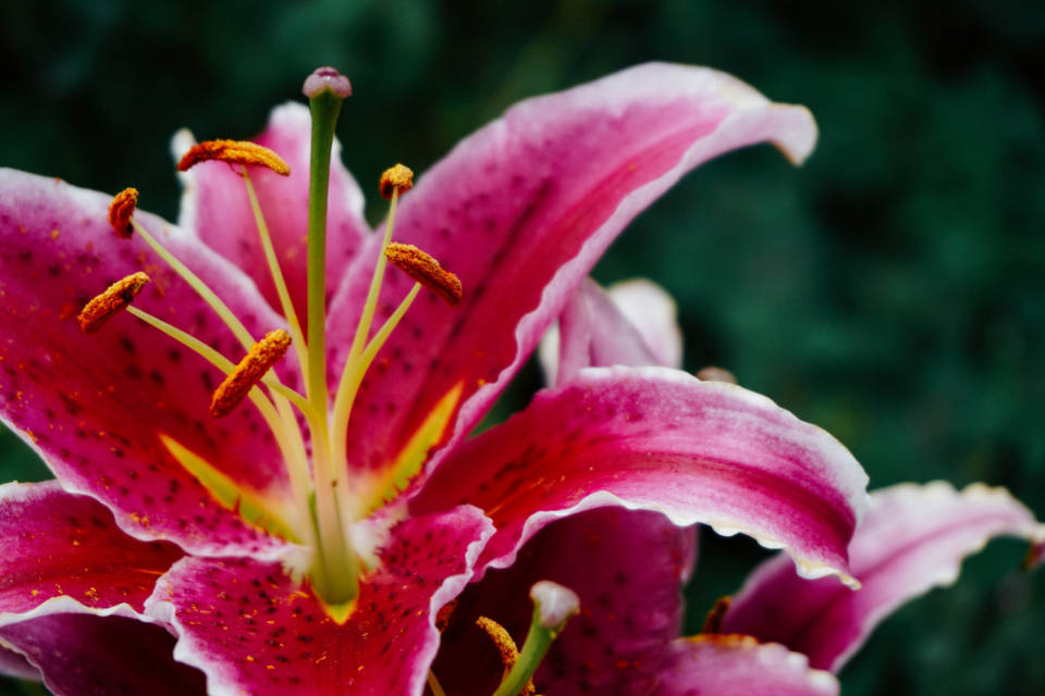 Pretty Pink Lily Stargazer Flower Wallpaper