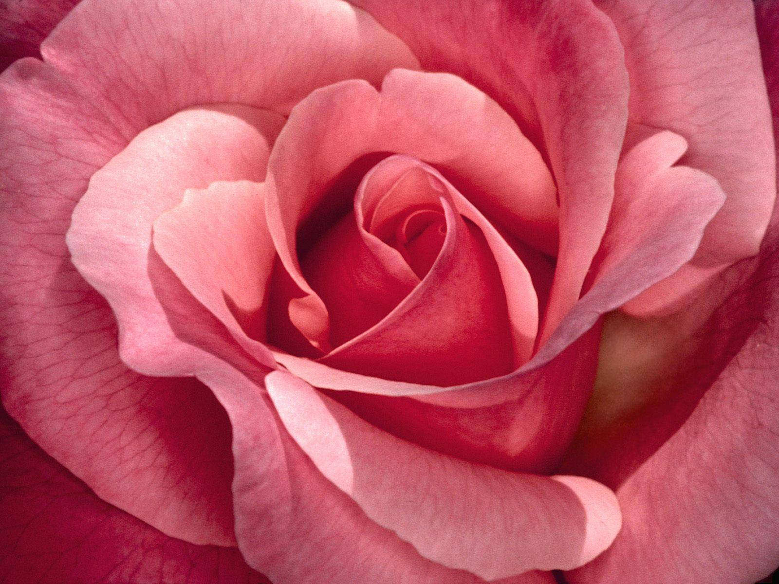 Pretty Pink Rose Flower Petals Wallpaper