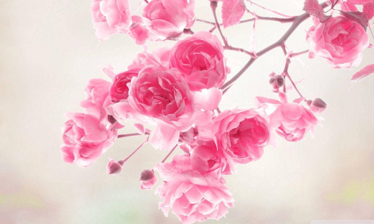 Pretty Pink Roses Branch Wallpaper